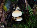 Mushrooms on the Branches - Grzyby na Konarach